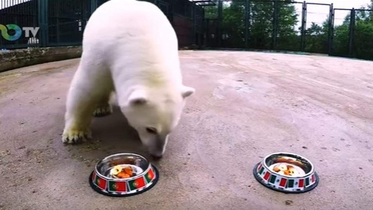 La osa polar Nika es uno de los tres oráculos que tiene la Copa Confederaciones para predecir los resultados del torneo.