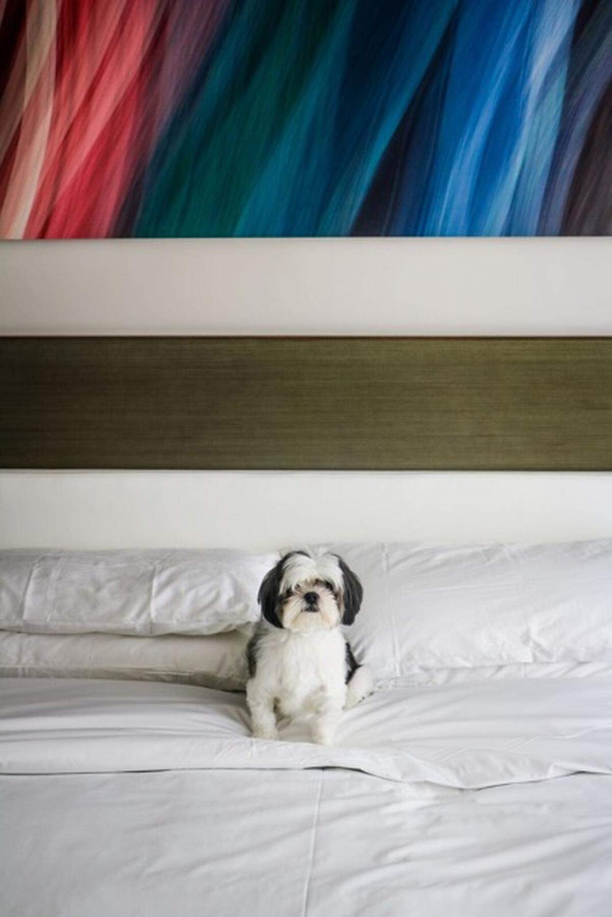 Brunch con tu perro la azotea del DECK Sixteen, en el Hyatt Centric Miami Beach, uno de los mejores lugares en la playa para ir a celebrar con tu mascota el día nacional del perro.