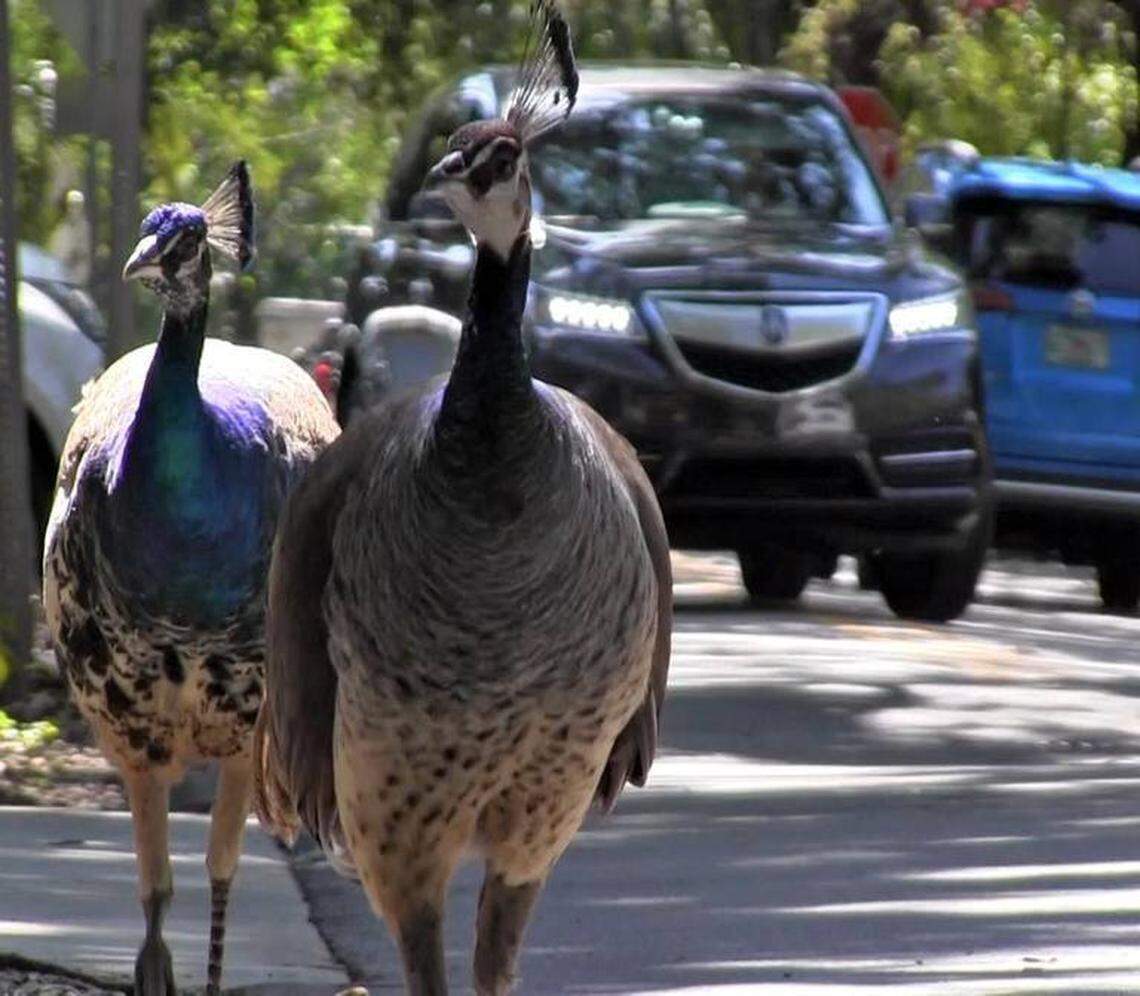 Miami’s peacock population is growing, and many neighbors are annoyed by the loud squawking noise, the poop, the destruction of their plants and the scratching of their cars. Other neighbors love the beautiful birds, and feed them.
