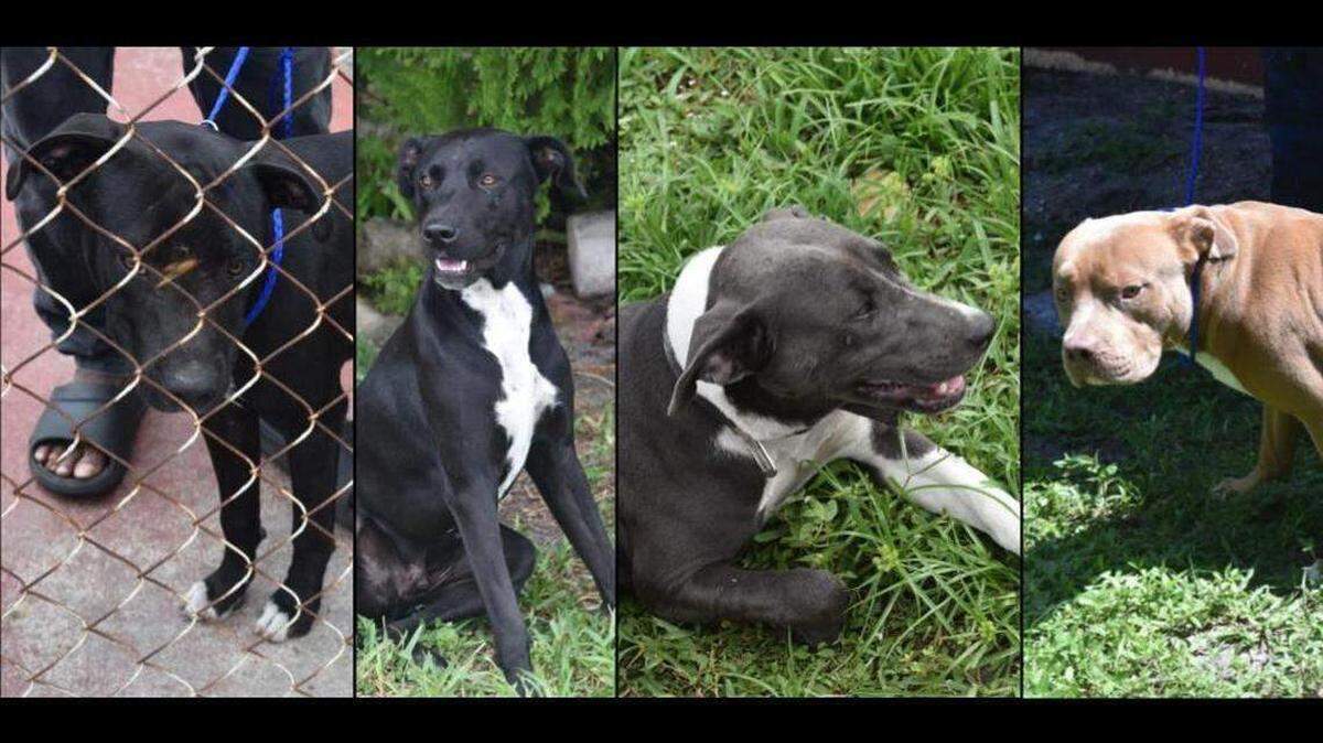 Perros que habrían atacado y matado en septiembre a una mujer en Miami Gardens.