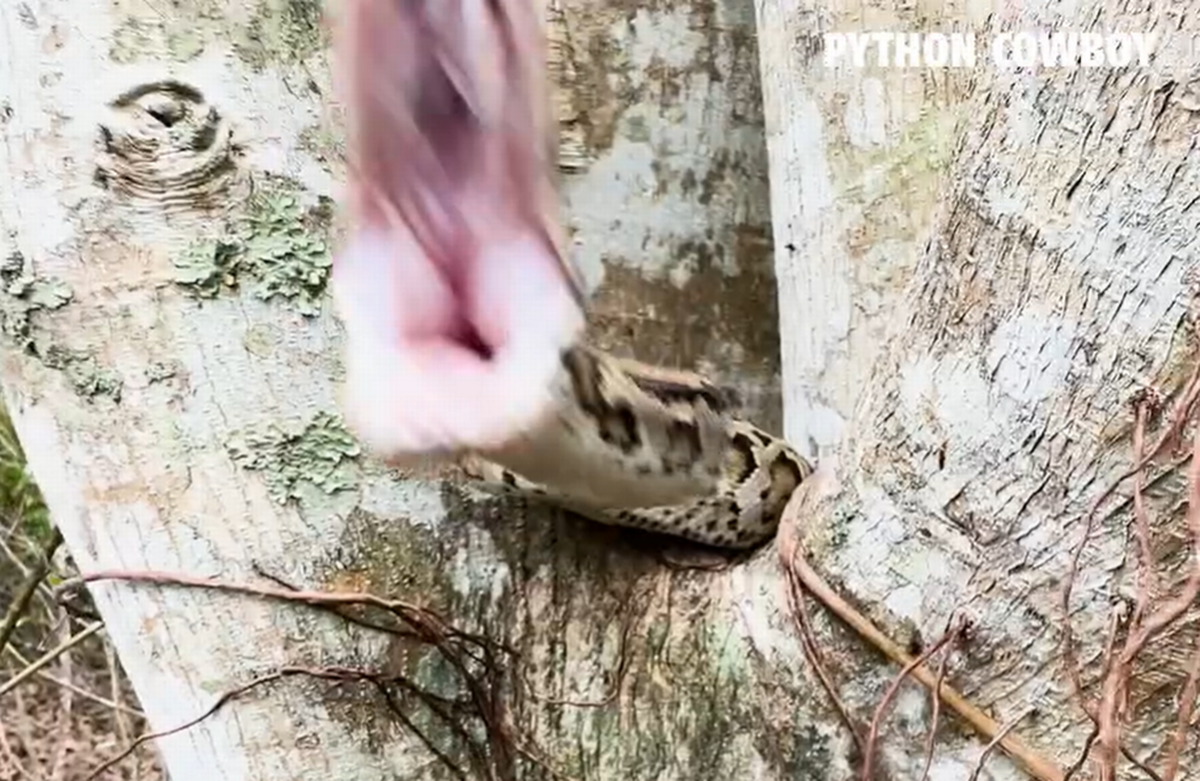 La pitón también se abalanzó sobre la cámara mientras el grupo de cazadores la rodeaba en el sur de Florida, según muestra el video. Captura de pantalla del video de Python Cowboy.