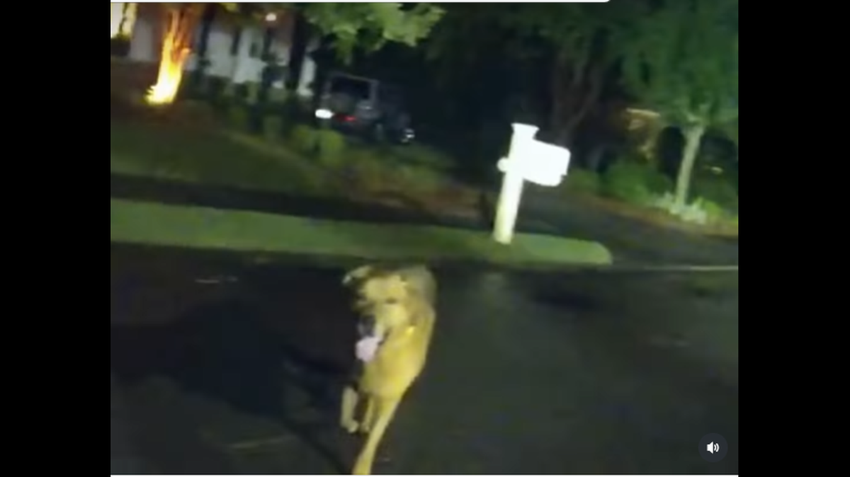 Esta captura de pantalla muestra el momento en que un perro encontró a una agente de la policía del Condado Okaloosa y la condujo hasta una mujer herida en el Panhandle de la Florida.