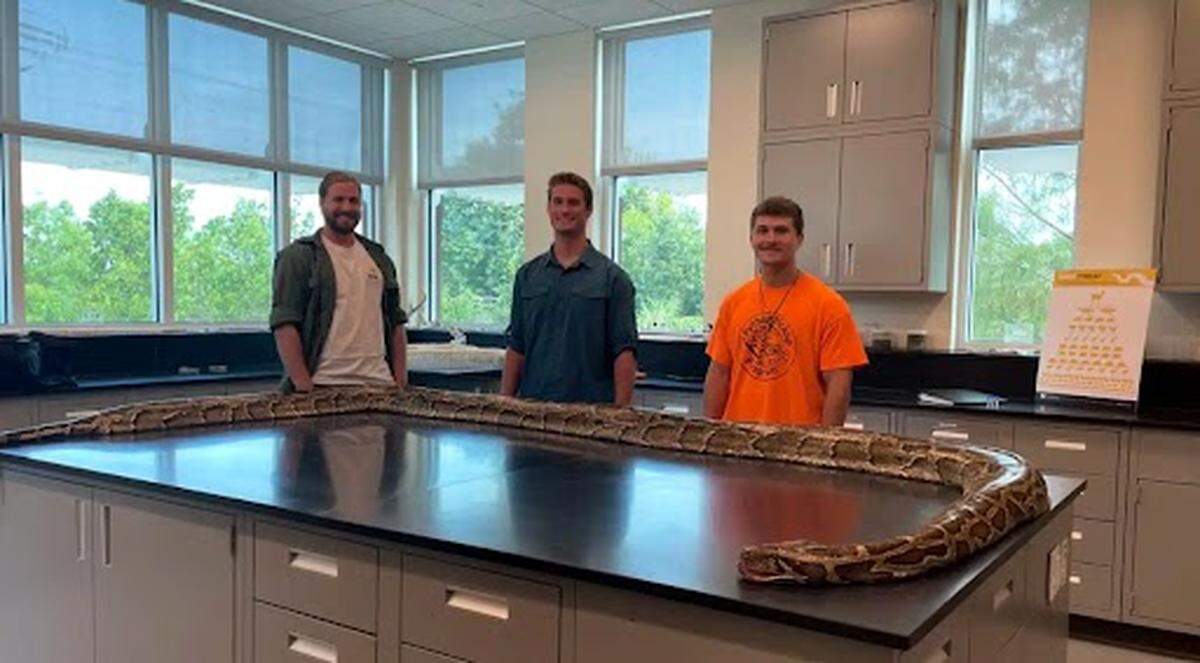 Ian Easterling, biólogo de The Conservancy (izq.), y los cazadores de pitones Jake Waleri (cen) y Stephen Gauta, posan con la enorme culebra de 19 pies de largo capturada en julio de 2023. Otra pitón de 17 pies fue atrapada a inicios de noviembre de 2023 en Florida.
