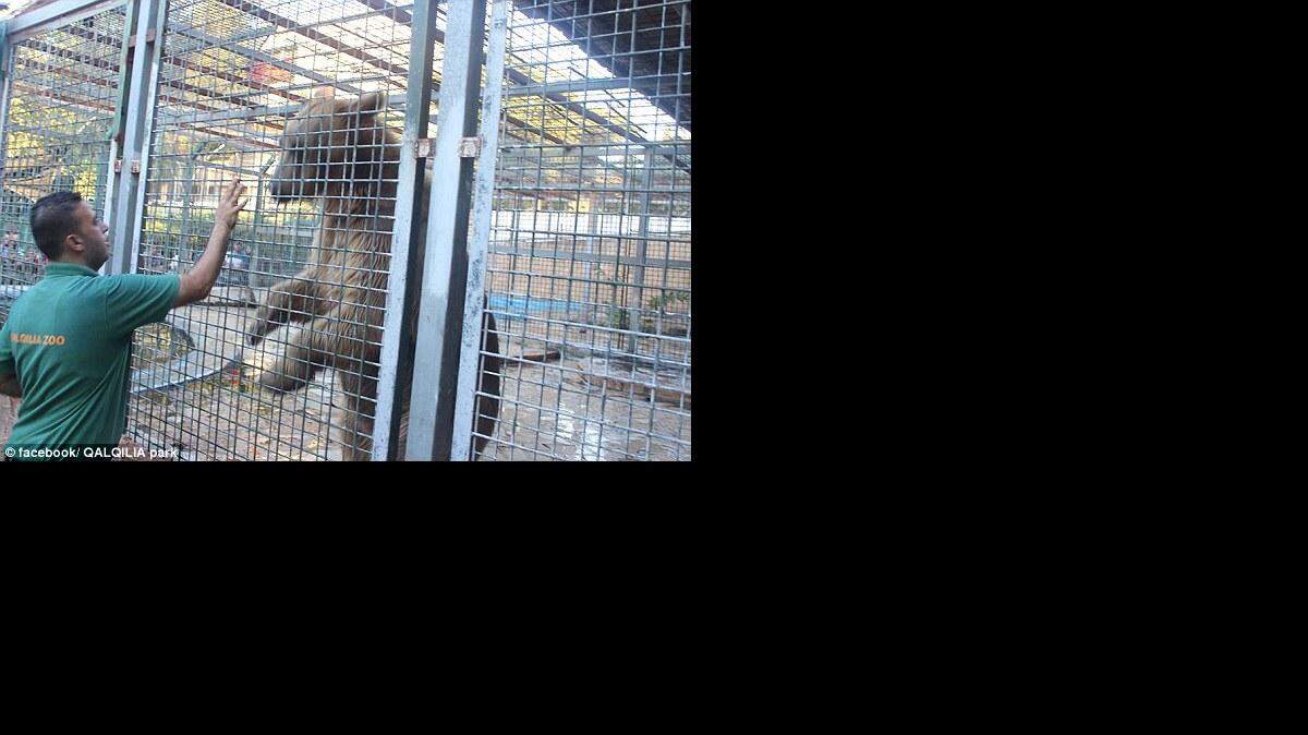 Un oso en el zoológico de Qalqilya, en la ciudad palestina de Qalqilya, donde un niño perdió un brazo.