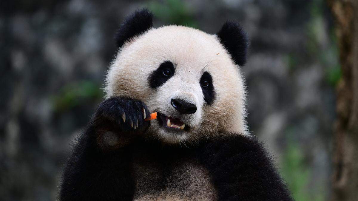 Foto tomada el 7 de agosto de 2024 de la osa panda Qing Bao, en Chengdu, en la provincia Sichuan en el suroeste de China. Junto a Bao Li los osos pandas llegaron al Zoológico Nacional de Washington el martes 15 de octubre de 2024.