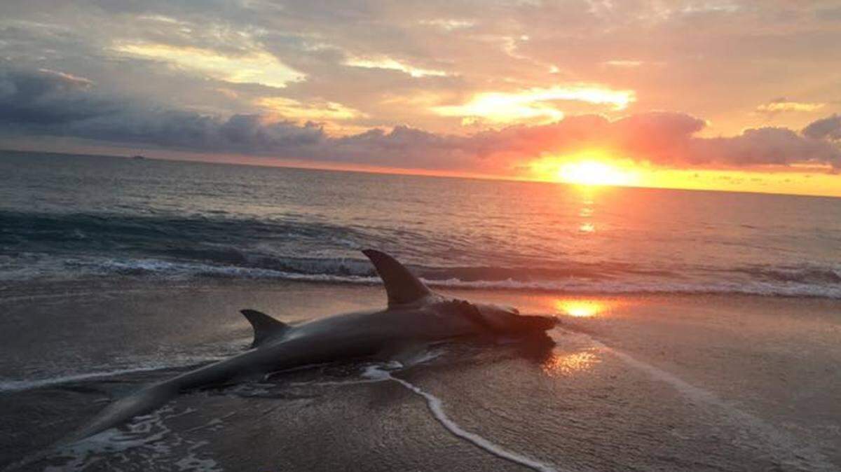 El tiburón fue encontrado a primeras horas de la mañana del lunes. Twitter 