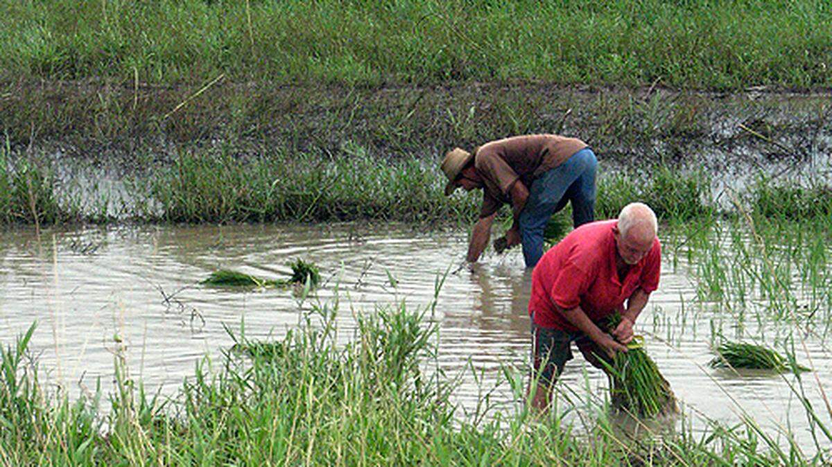 Foto de archivo de campesinos cubanos durante una cosecha de arroz en Santa Cruz, en el oeste de Cuba, en medio de la crisis alimentaria y los esfuerzos del gobierno por impulsar la producción agrícola.
