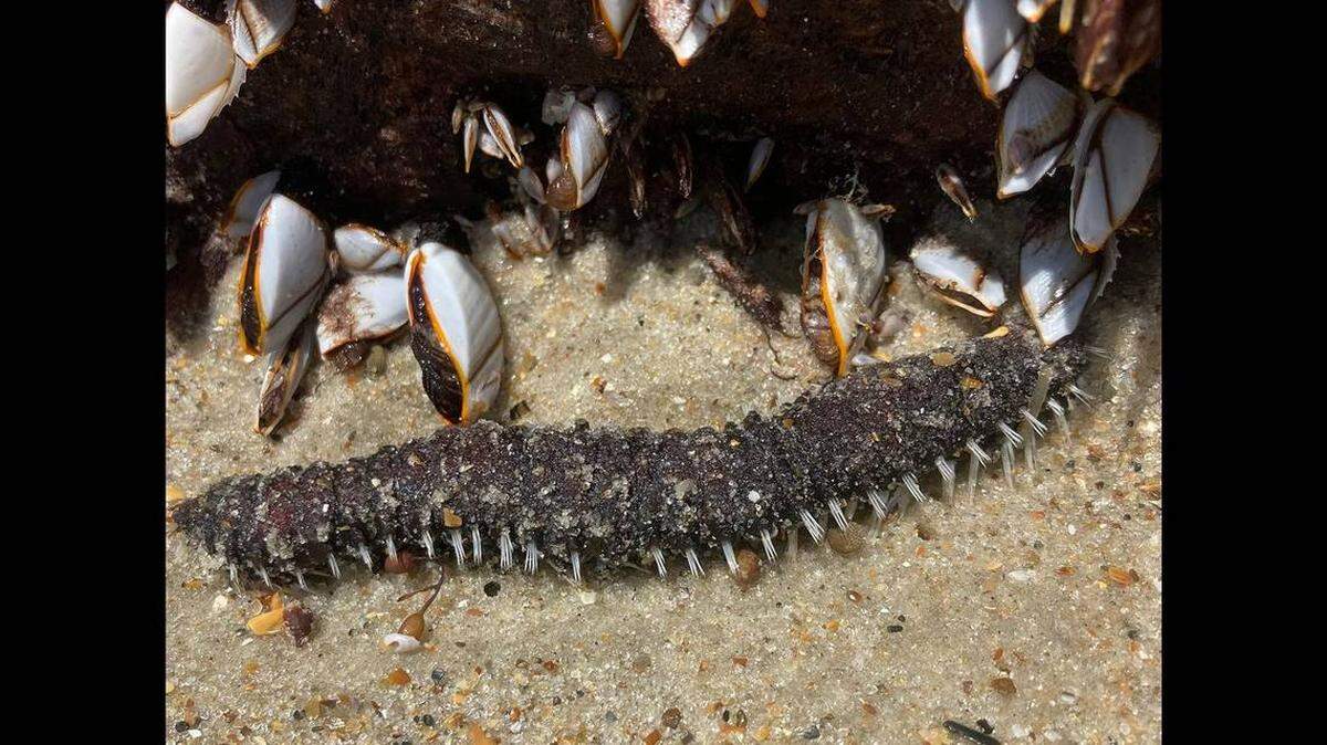 Un extraño animal muerto apareció en la orilla de una barrera de islas de Carolina del Norte, y los expertos del Parque Cape Lookout National Seashore admiten que el hallazgo los ha dejado sin respuestas.