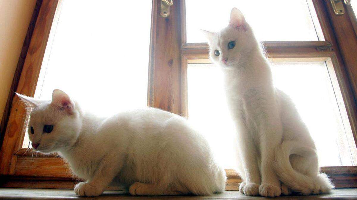 Dos gatos de la raza van frente a una ventana en el Cat House Center, en la ciudad oriental de Van, Turquía, el 19 de enero de 2006.