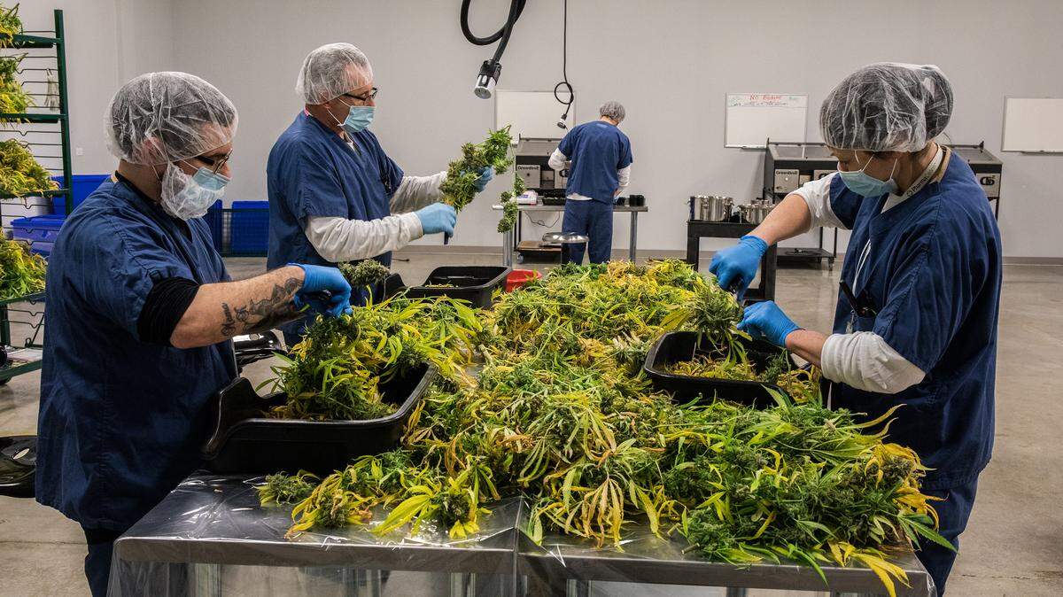 Foto de archivo del 23 de enero de 2017 en Dwight, Illinois. De izquierda a derecha: Técnicos de procesamiento, Mike Benner, Curtis Roff y Cindy Kromka, recortan las flores de cannabis luego de la cosecha en PharmaCann, LLC, un centro de cultivo de marihuana medicinal.
