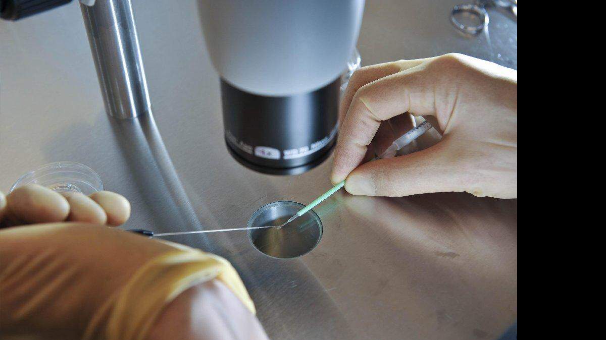 En esta foto de archivo del 11 de agosto de 2008, un científico británico trabaja durante un proceso de fecundación in vitro. Científicos buscan utilizan técnicas controvertidas para crear bebés a partir del ADN de tres personas para evitar que los niños hereden enfermedades potencialmente mortales de sus madres, una medida que podría hacer que el país británico el primer en el mundo en permitir que los embriones sean modificados genéticamente.