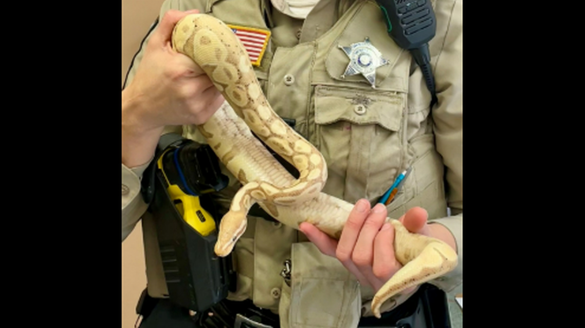 Esta es la pitón bola banana de 4 años que fue atacada durante el allanamiento de la vivienda, según informaron los agentes del condado de Stafford. Foto del Departamento de Policía del Condado de Stafford.