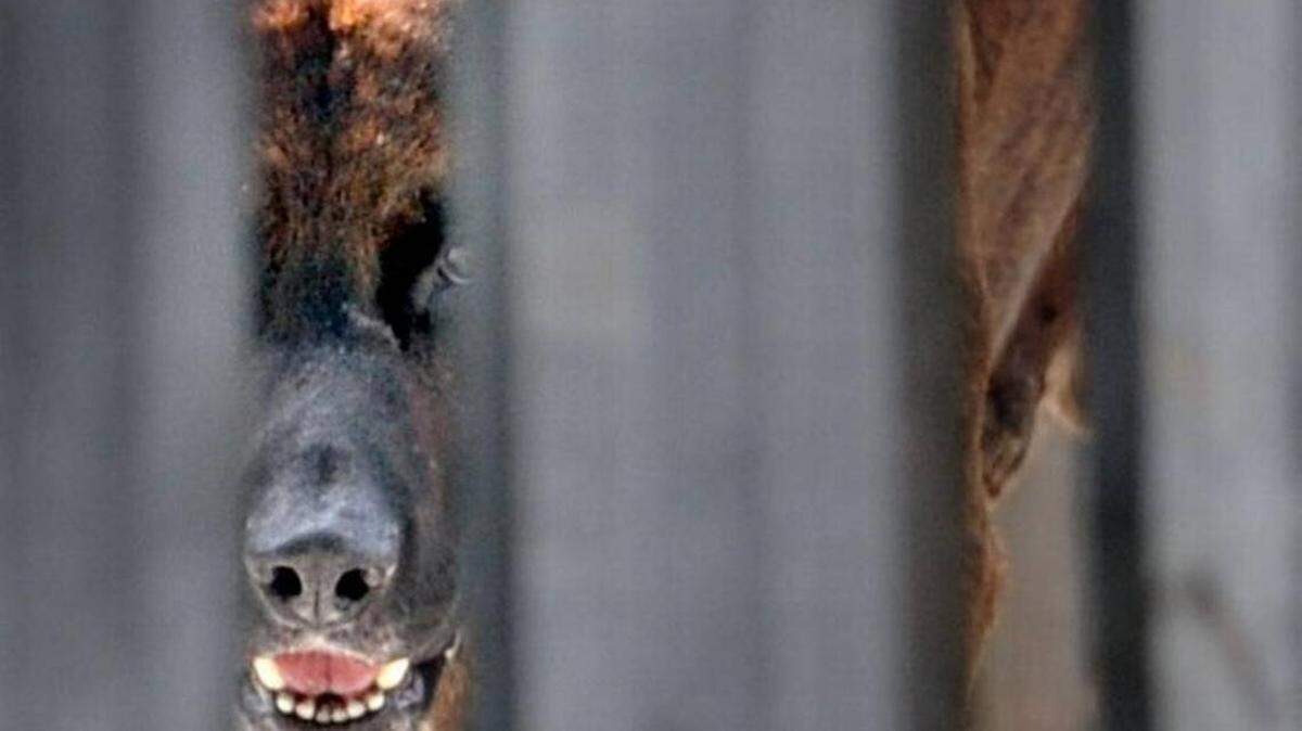 El ataque de un pit bull envió al hospital a 12 niños en Oklahoma City.