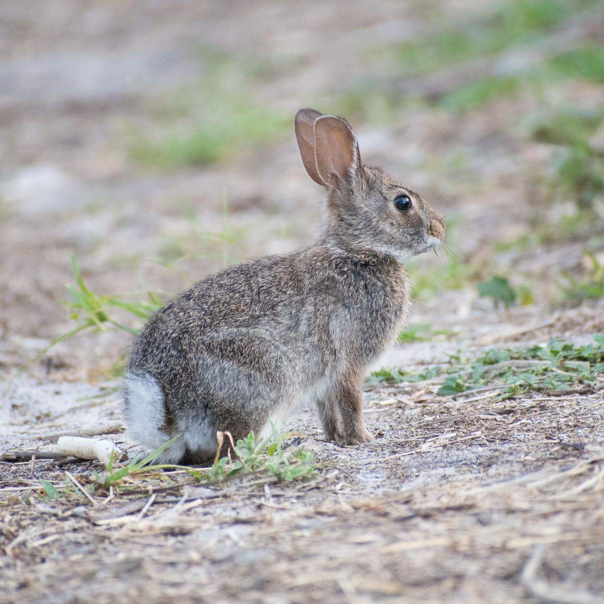 El conejo cola de algodón del este es el tipo más común de conejo que se encuentra en Florida y habita en diversos ecosistemas de América del Norte, incluyendo Canadá. Vive en áreas abiertas y se alimentan de vegetación silvestre. Es común verlos en los parques urbanos.