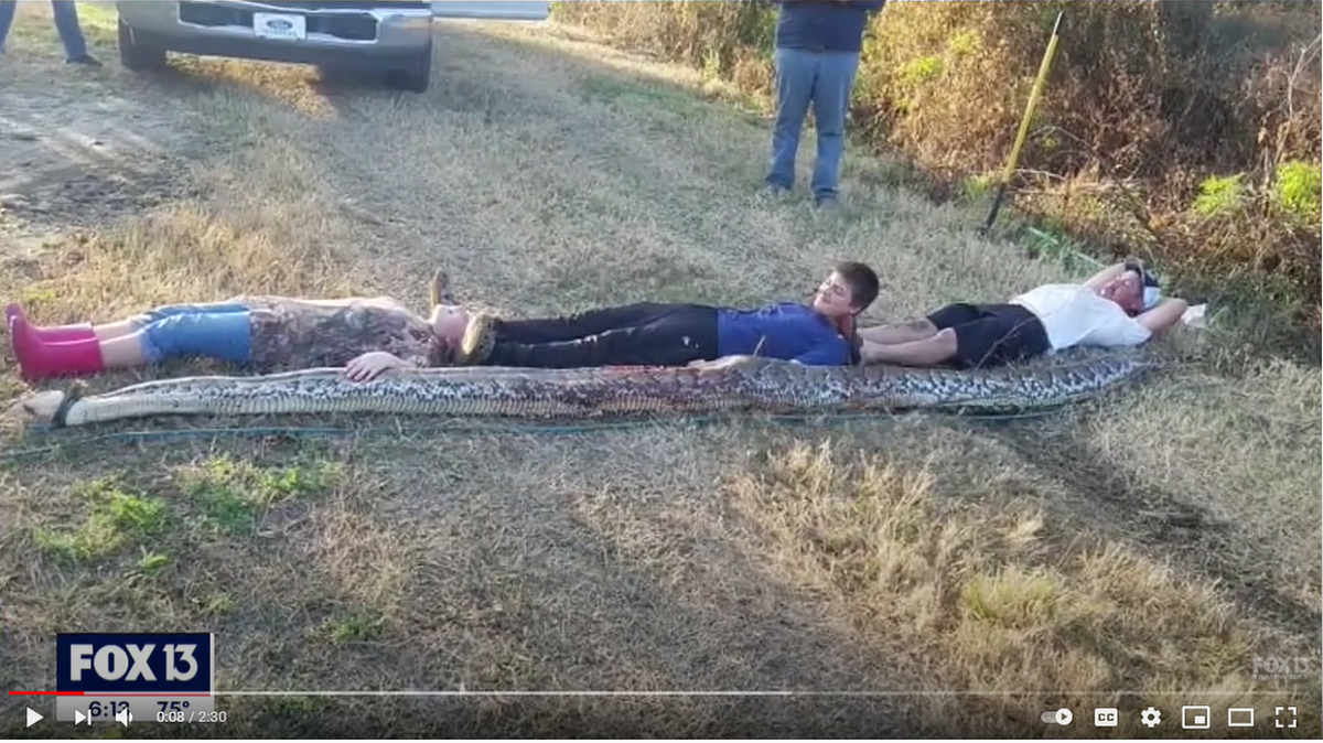 Familia de la zona central de la Florida encuentra descomunal serpiente pitón en tubería. Tenía más de 100 huevos.