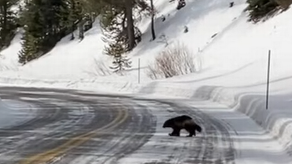 Un elusivo glotón (o carcayú, como también se le llama) camina delante de un grupo de turistas que recorrían el Parque Nacional Yellowstone.