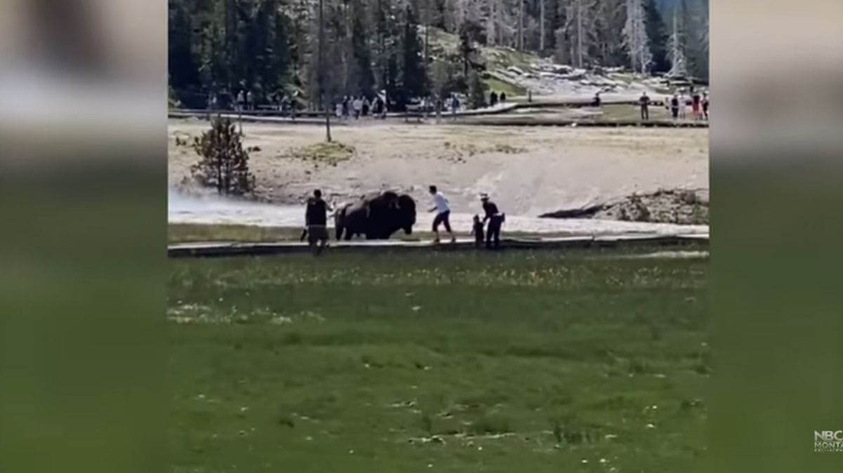 El video de Rob Goodell muestra a una familia atacada por un bisonte en el Parque Nacional de Yellowstone.