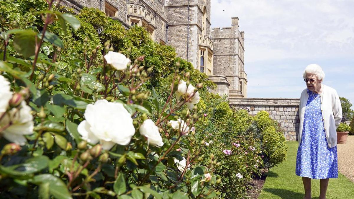 La reina Isabel II de Gran Bretaña inspecciona un borde de rosas después de recibir una rosa del Duque de Edimburgo, en el Castillo de Windsor, Inglaterra, el miércoles 9 de junio de 2021.