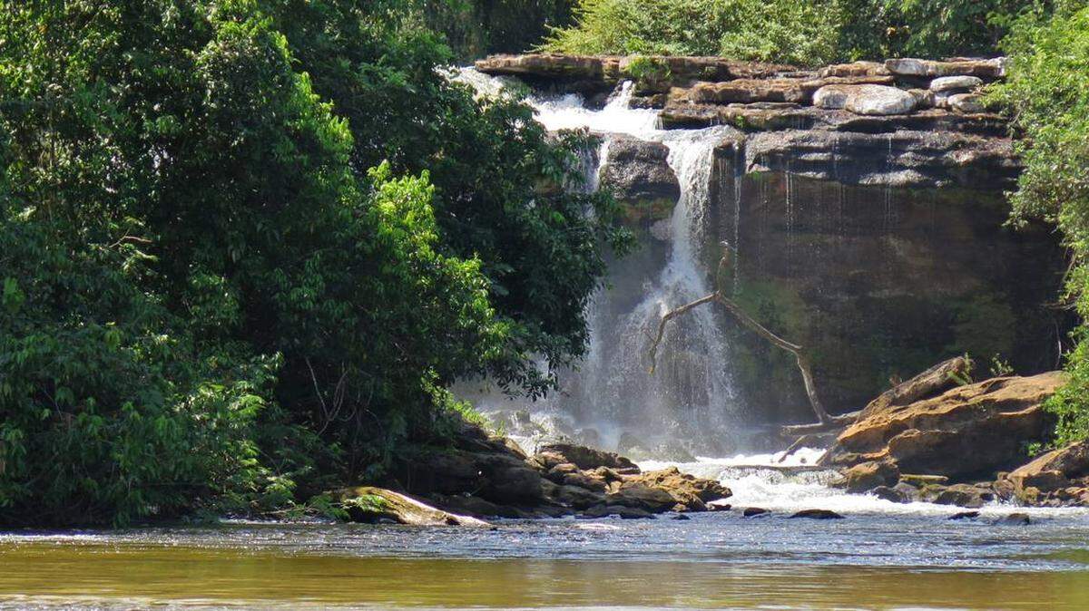 Descubren nueva especie de pez en río Braço Norte en Brasil.