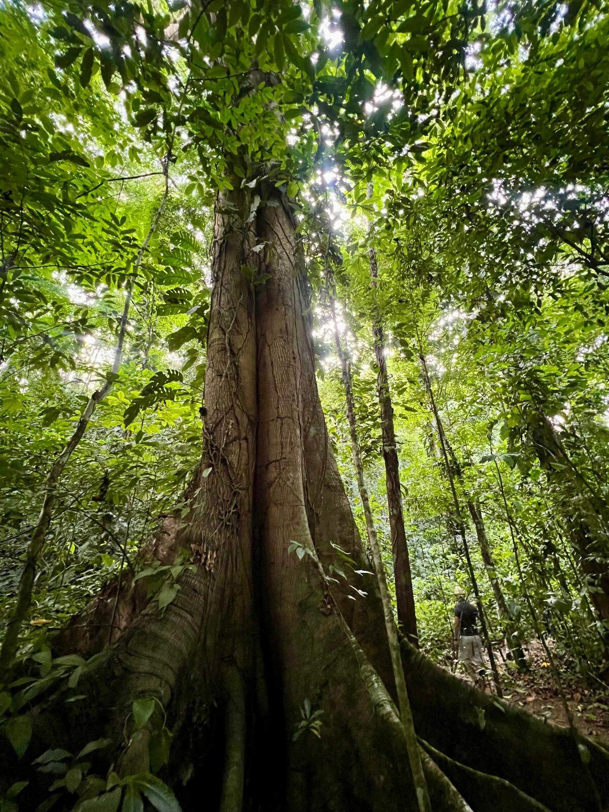 Arboles gigantes en el campo de golf del Hotel Marriot Los Sueños en Costa Rica
