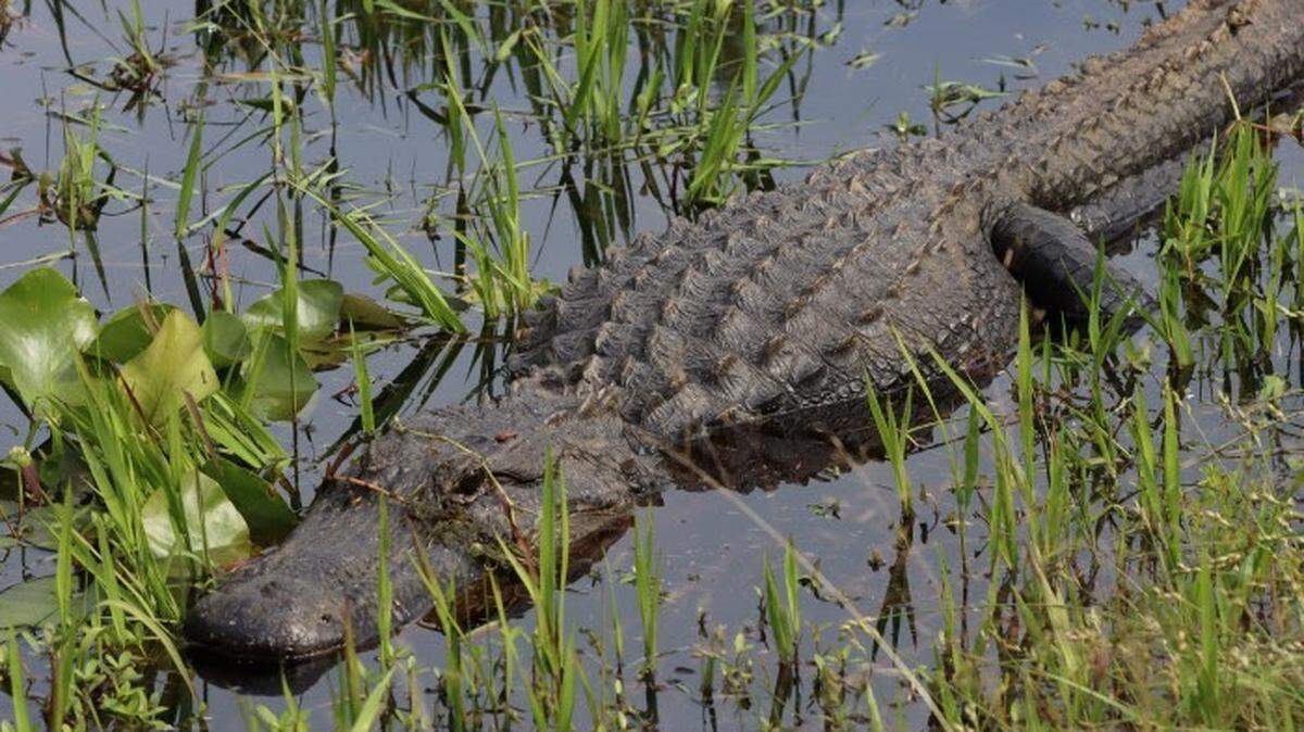 Un hombre fue mordido por un caimán en la tarde del domingo 10 de marzo de 2024 en los pantanos de los Everglades, en el sur de la Florida.