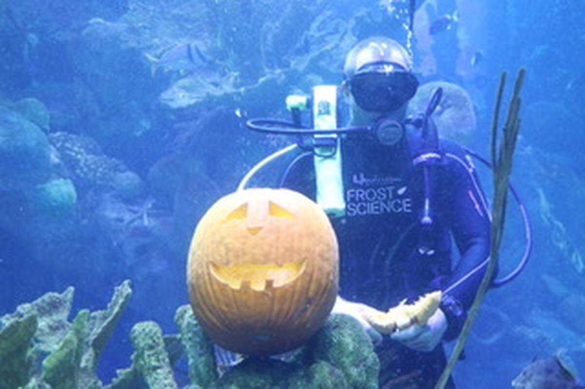 Nuevamente llega el “Spooky Science Monster Mash” al museo de ciencias Frost Science, el sábado 28 de octubre.