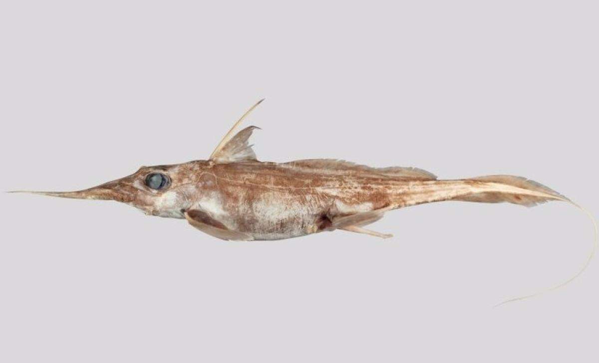 El pez fantasma de nariz estrecha de Australasia recientemente descrito, Harriotta avia. - NIWA