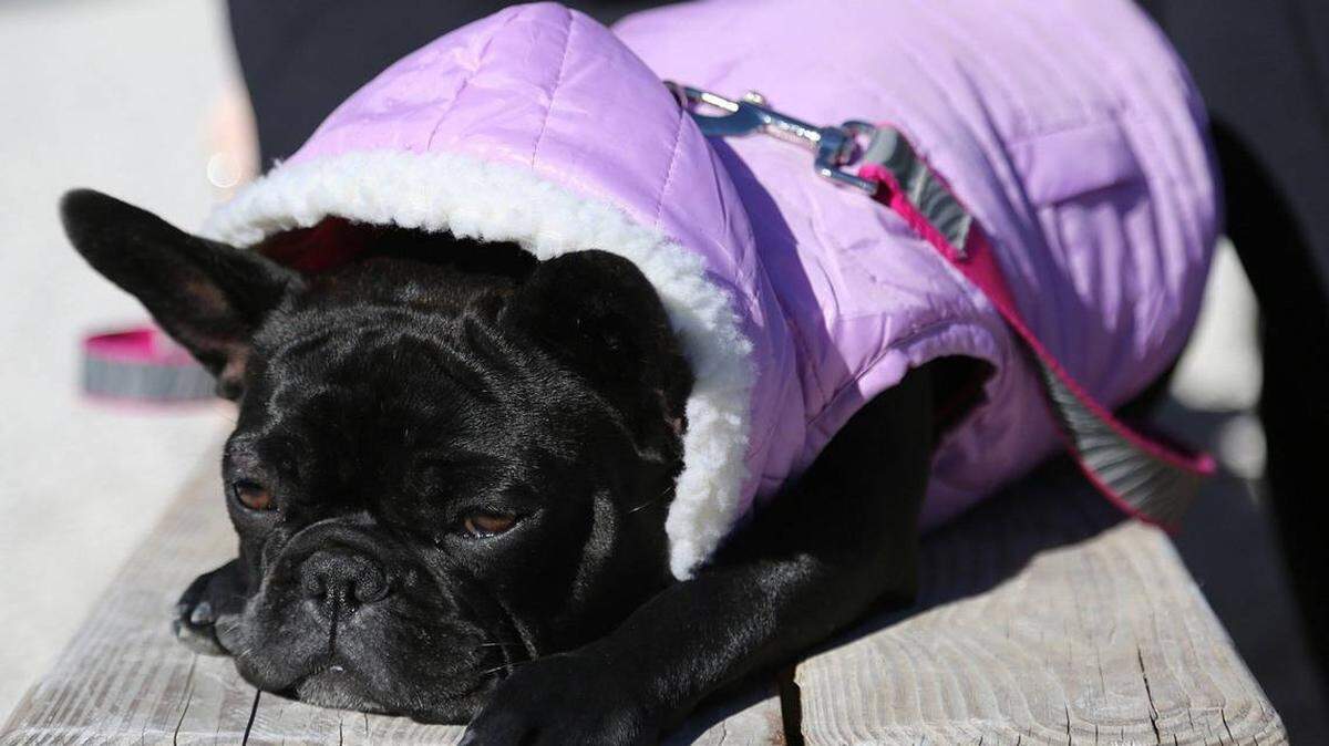 “La señorita Tata” disfruta del sol durante un frente frío en el sur de la Florida.