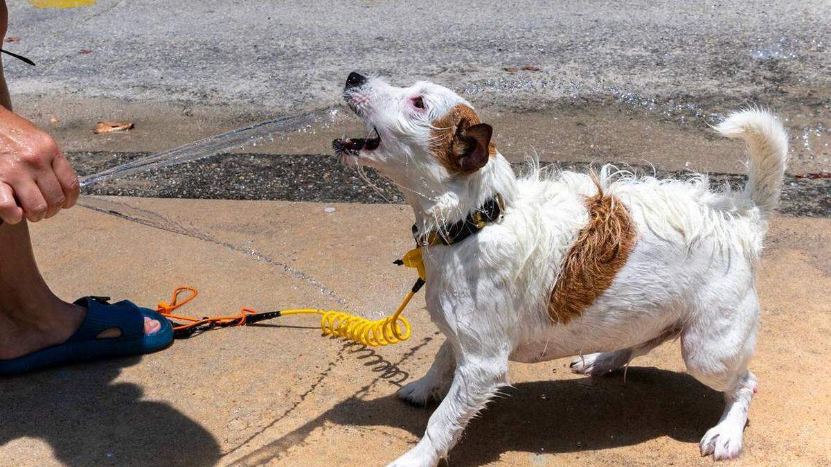 La visitante a la playa Julia Brad le rocía agua a su mascota apara refrescarlo del asfixiante en Haulover Park Beach.