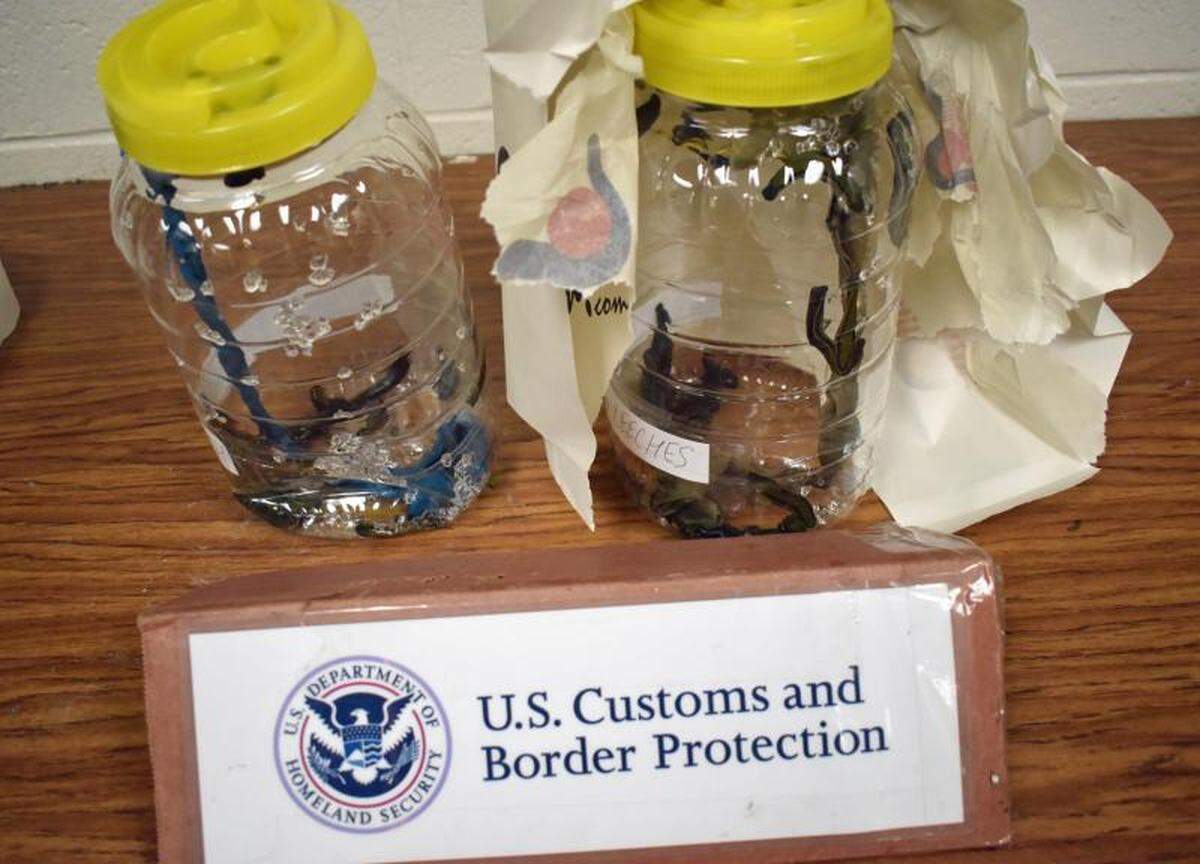 Dos de los nueve frascos de sanguijuelas médicas que CBP y USFWS incautados.
