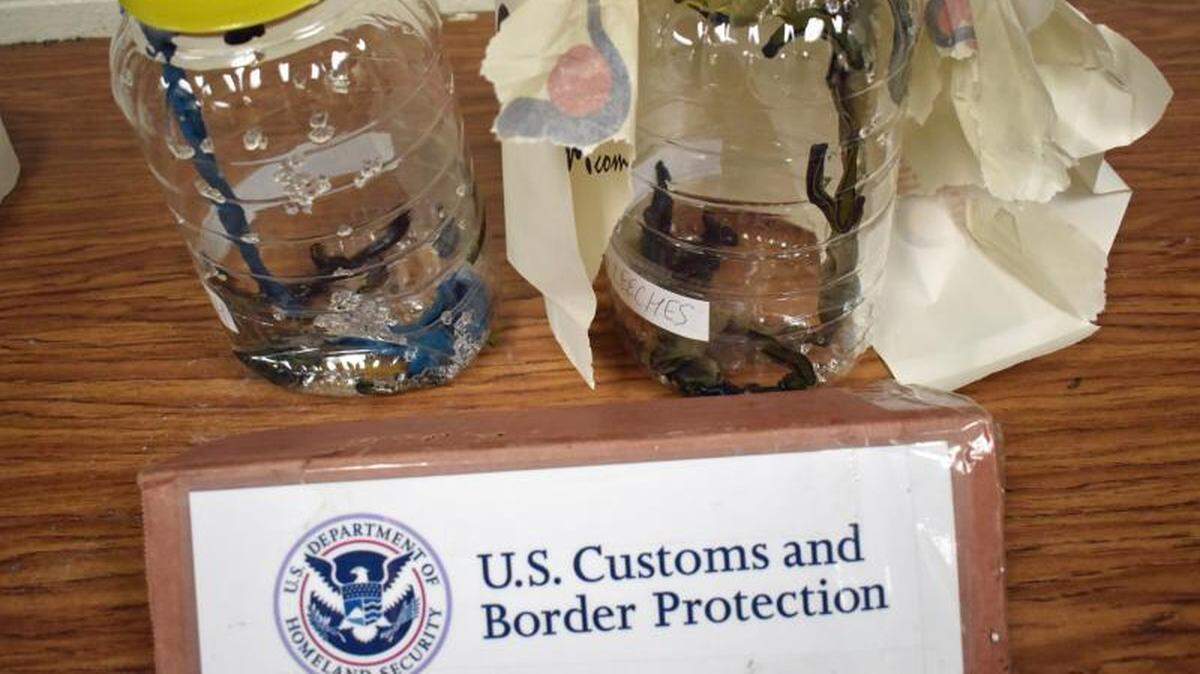 Dos de los nueve frascos de sanguijuelas médicas que CBP y USFWS incautados.