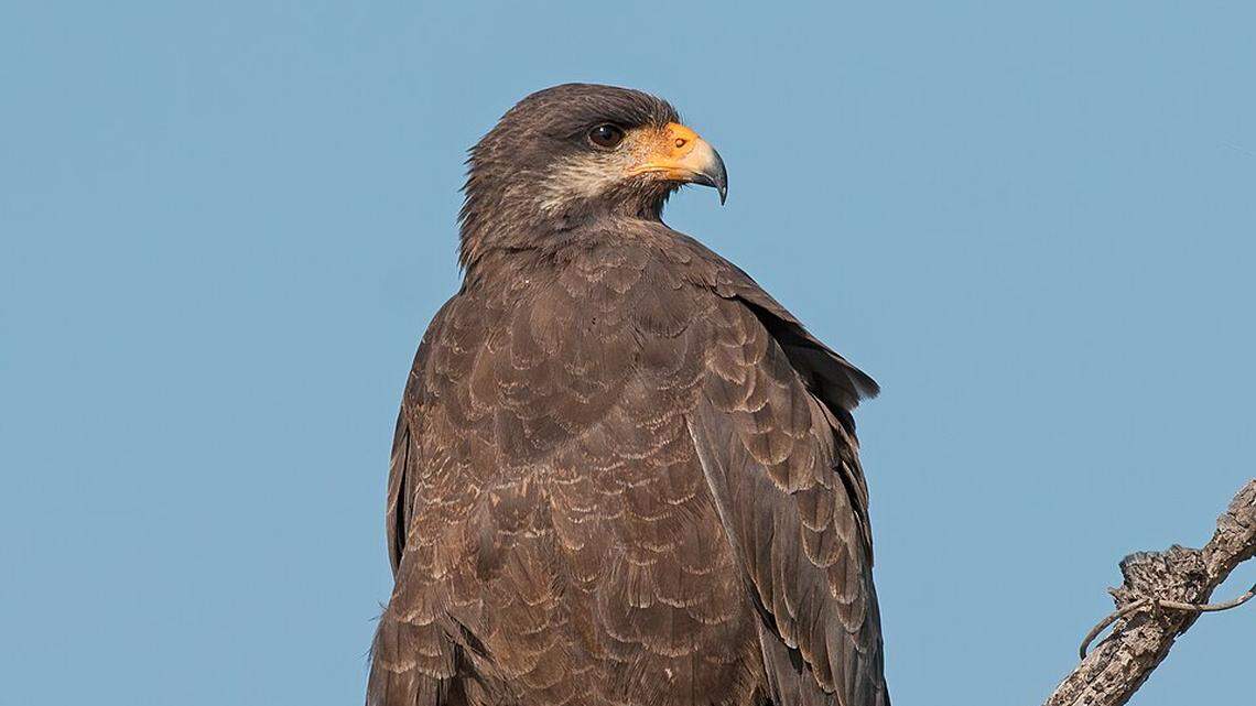 Reaparece en Cuba un ave que parece decir ‘Batista’. Es una especie ‘casi amenazada de extinguirse’