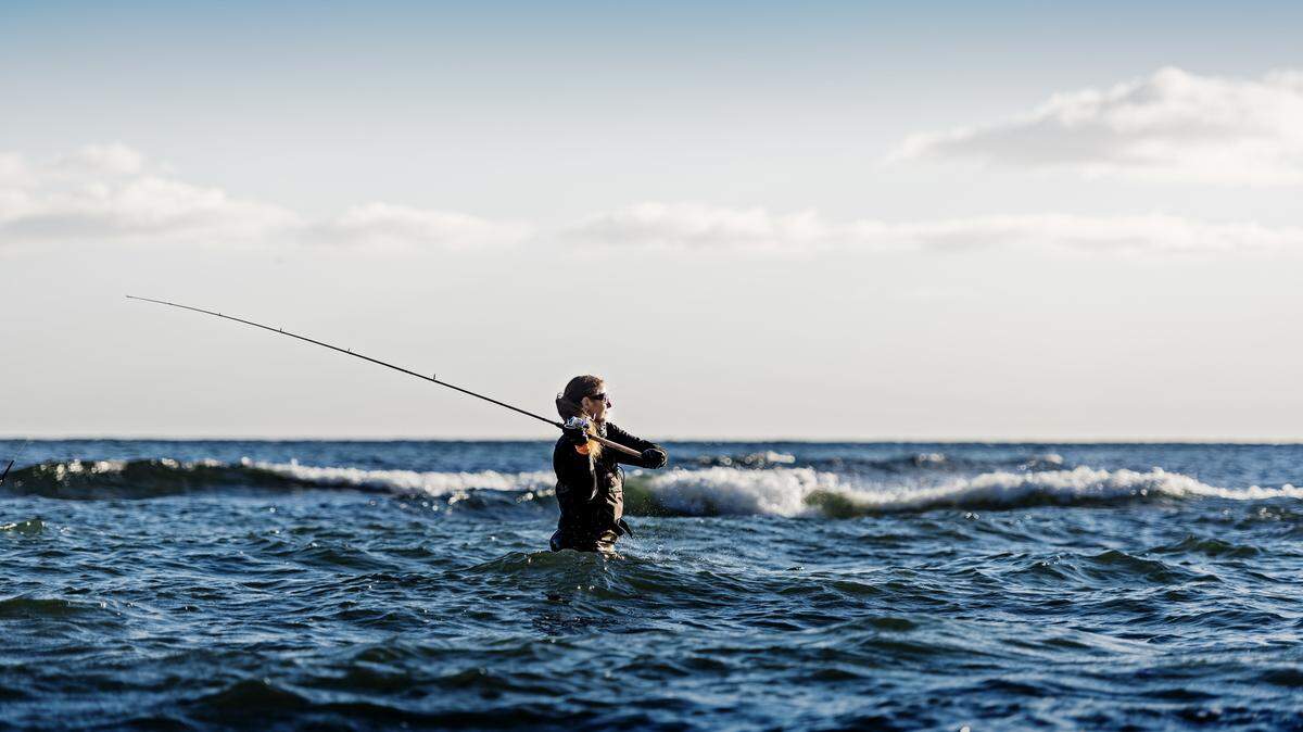 Grandes depredadores están acabando con las capturas de pescadores en Florida y el sureste de Estados Unidos. Un estudio de la Universidad Atlántica de Florida (FAU) ha logrado identificarlos.