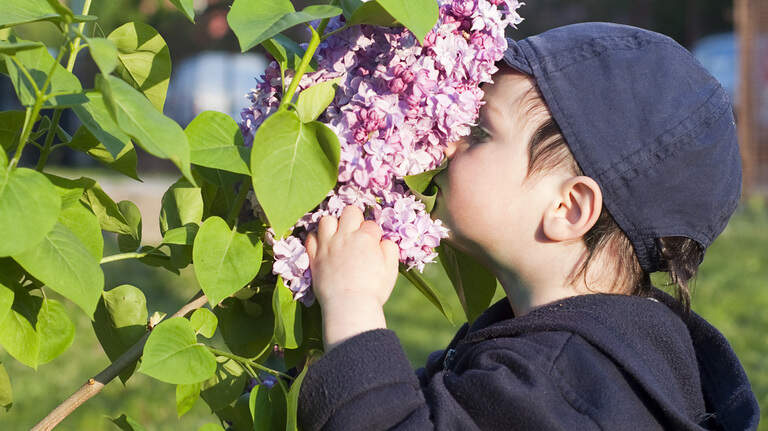 Utilizan estos aromas para tratar a niños que perdieron el olfato por el COVID
