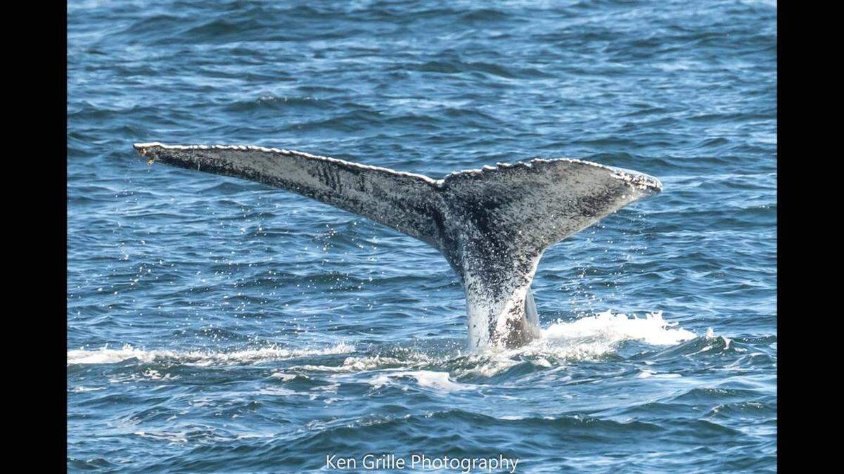 Una ballena jorobada “excepcional” llamada Ventisca porque recuerda a una tormenta de nieve por sus irregulares manchas blancas. 