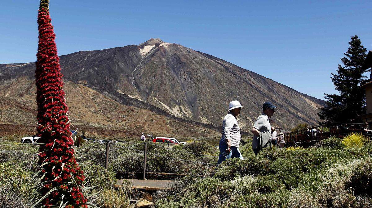 La campaña de floración en el Parque nacional del Teide comienza con las flores rojas del tajinaste, natural de la isla de Tenerife, que pueden alcanzar los tres metros de altura y que se dan por las bases pedregosas de las laderas a partir de los 2,000 metros de altura sobre el nivel del mar.