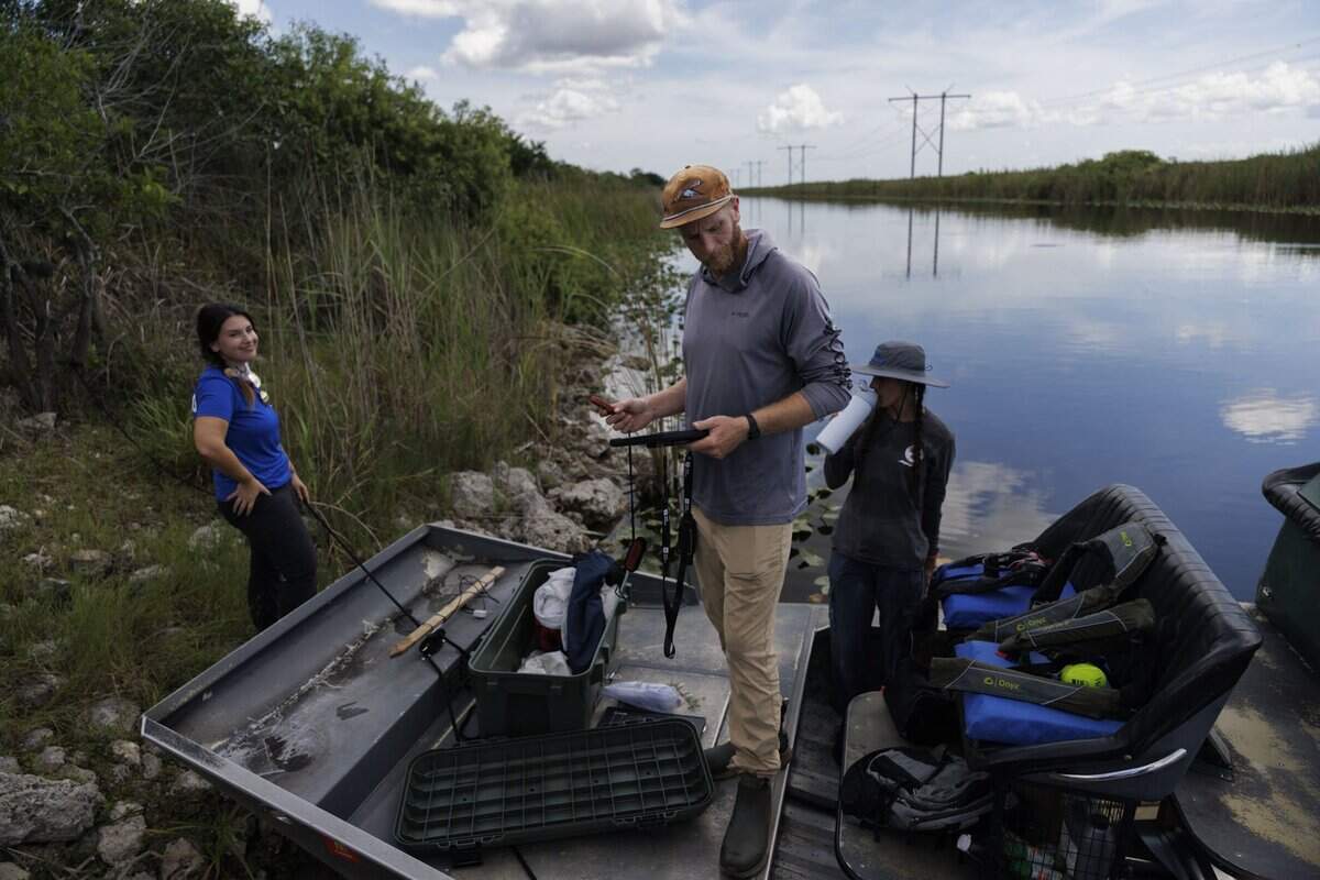 Brandon Welty, biólogo de vida silvestre y coordinador de investigación de especies invasoras de Croc Docs de la Universidad de la Florida (en el centro), revisa datos mientras Jenna Cole —bióloga de animales invasores del Distrito de Gestión del Agua del Sur de Florida (a la izquierda)— y su pasante Sophia Buller (a la derecha) atienden el hidrodeslizador durante una expedición para recolectar huevos de pitón el martes 30 de junio de 2026.