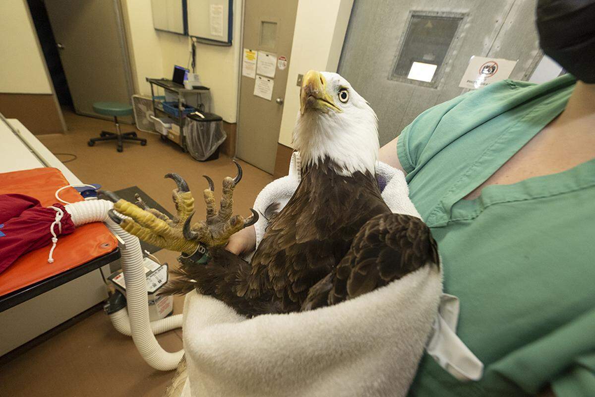“Rita”, un águila calva cuya llegada al mundo de sus crías fue transmitida en directo mediante una cámara en un nido, fue encontrada en estado crítico en el Condado Miami-Dade.