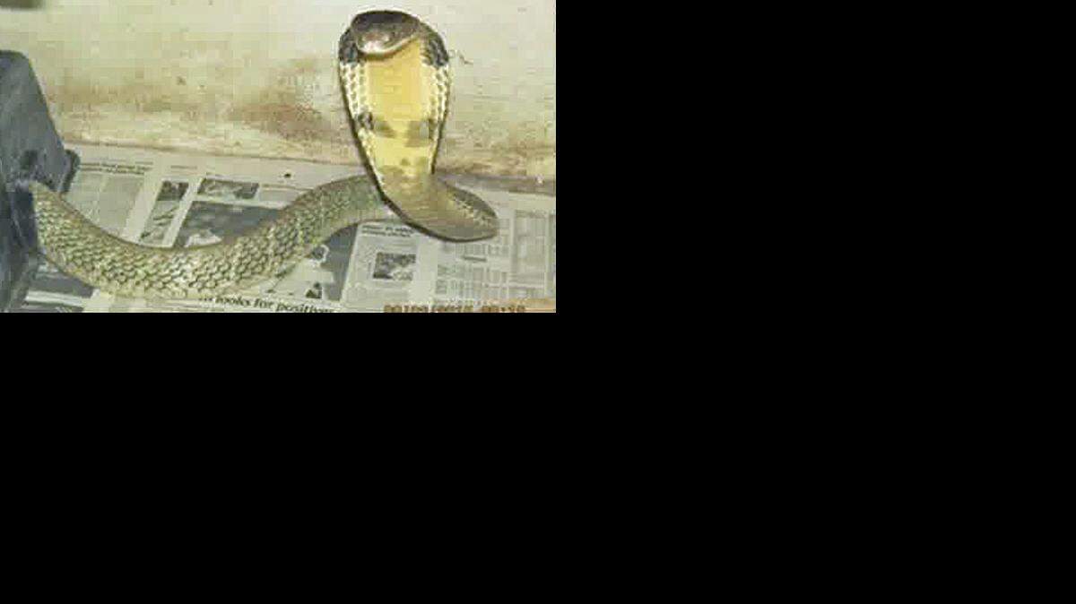 La serpiente cobra rey de ocho pies de largo.