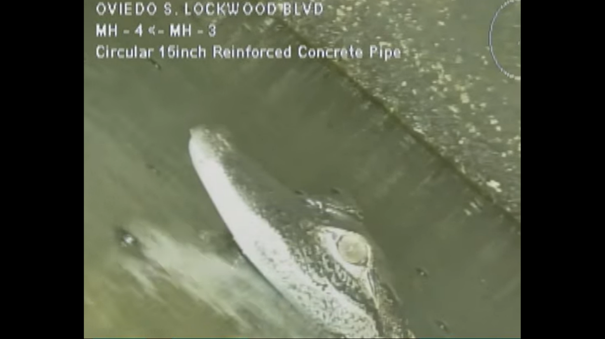 El caimán se alejó de la cámara hasta que encontró aguas lo suficientemente profundas como para esconderse, según muestra el video. 