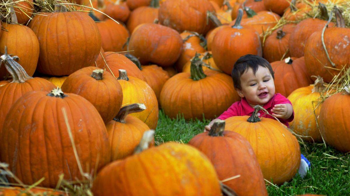 Un pequeño se divierte rodeado de calabazas en esta fotografía de archivo en el St. John's On The Lake United Methodist Church, de Miami Beach. 