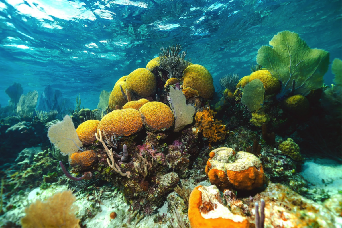Frente a las costas de&nbsp;Turtle Inn se encuentra el segundo arrecife de coral más grande del planeta.
