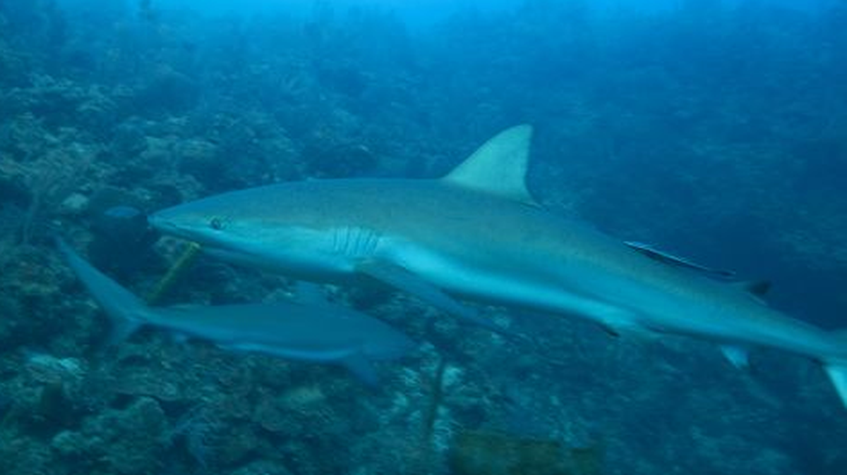 Cómo el tiburón mako o de aleta larga se convirtió en uno de los primeros tiburones en ganar una etiqueta satelital en aguas cubanas es el tema de un documental de una hora que es uno de los destacados de la serie Semana del Tiburón, transmitida por la cadena Discovery Channel.