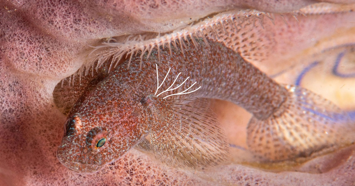 Un bathygobius mero, o frillgoby esponja.