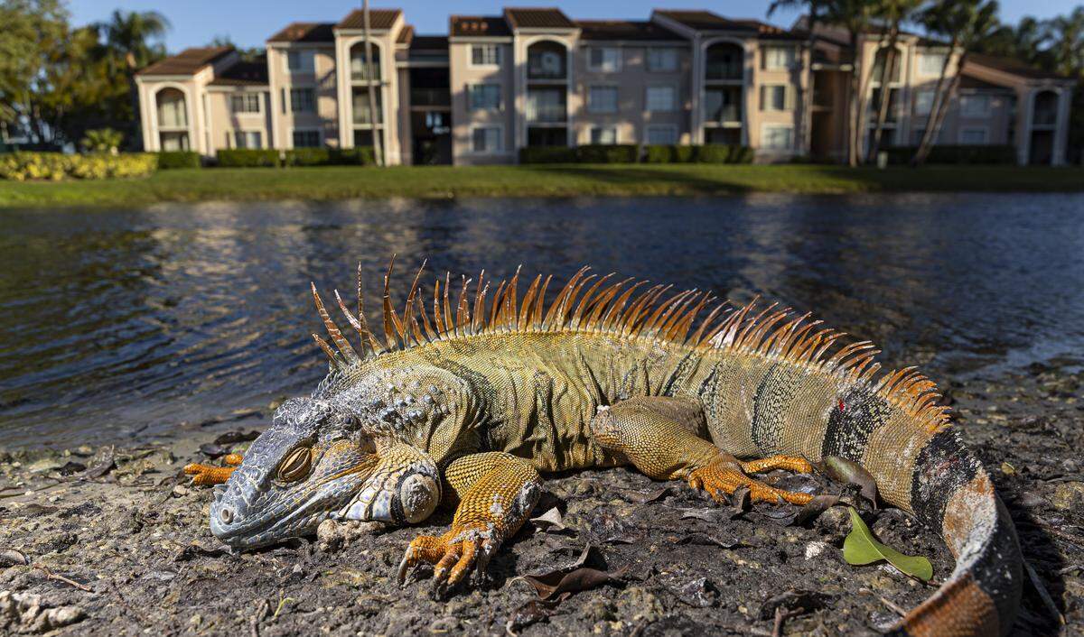 Una iguana tendida en el suelo mientras las temperaturas descienden a menos de 30 grados F. debido a un frente frío que atraviesa el sur de Florida el domingo 1 de febrero de 2026, en Pembroke Pines, Florida.