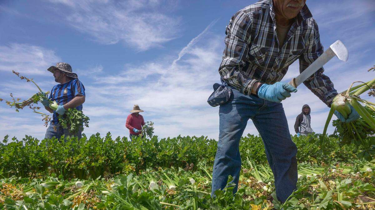 Trabajadores agrícolas migrantes en Arizona.