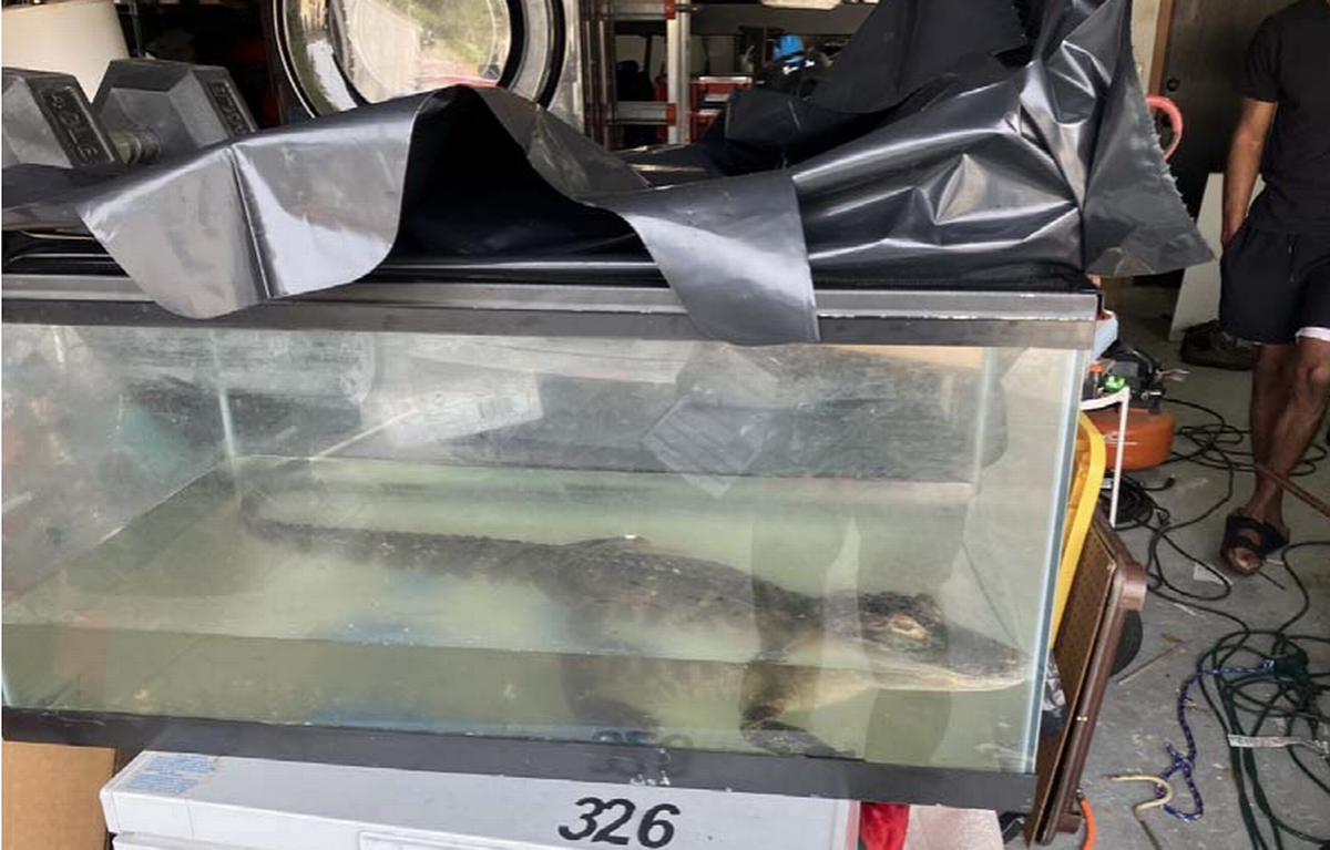 Un investigador de la Comisión de Pesca y Conservación de la Vida Silvestre de la Florida (FWC) descubrió que el cocodrilo de 3.5 pies estaba guardado en una pecera que era demasiado pequeña y estaba sucia.
