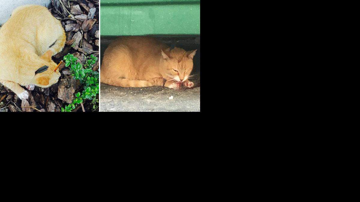 El gato sangraba de las heridas producidas por los dardos.