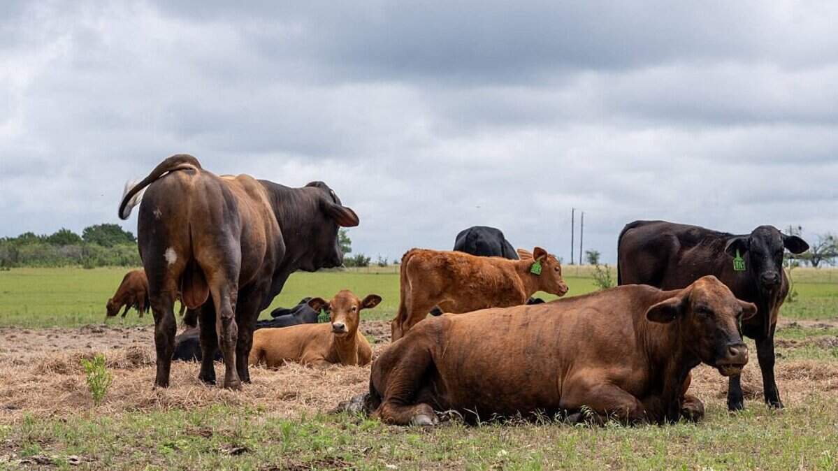 El ganado descansa en un campo el 5 de junio de 2026 en Hamilton, Texas. La Secretaria de Agricultura de Estados Unidos, Brooke Rollins, confirmó la detección del gusano barrenador del Nuevo Mundo, una mosca parásita cuyas larvas se alimentan del tejido vivo de animales de sangre caliente, en una vaca en el condado de Zavala, Texas.