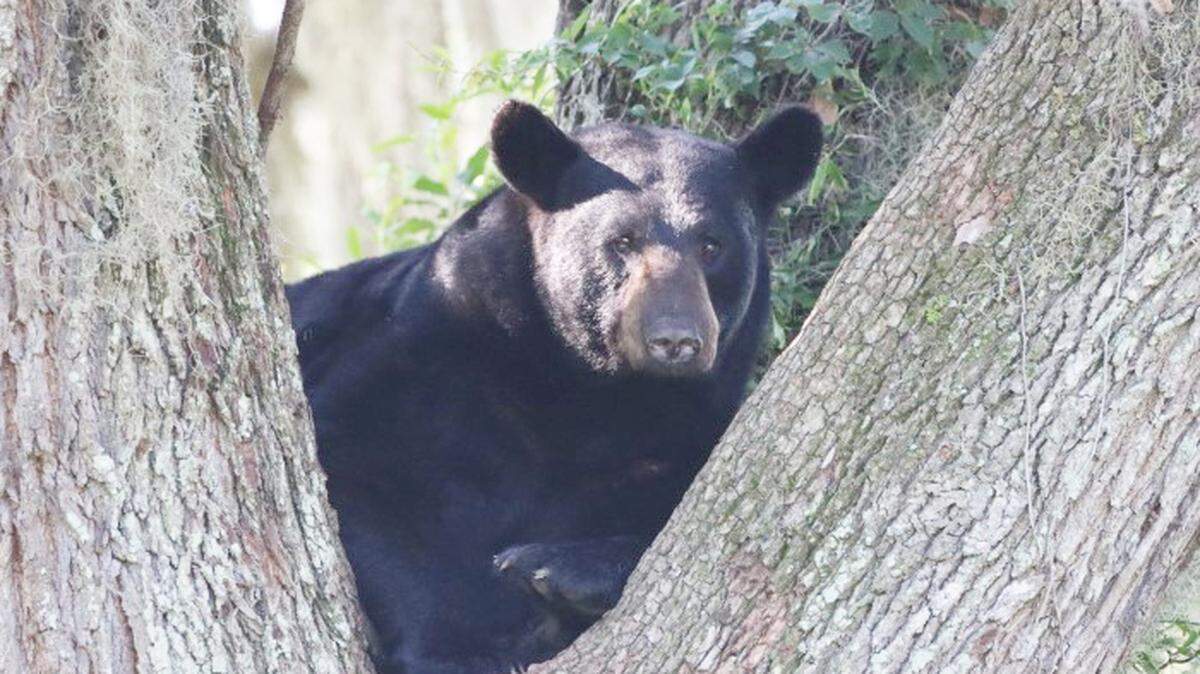 Los osos negros en la Florida son más activos a medida que se acerca el otoño.